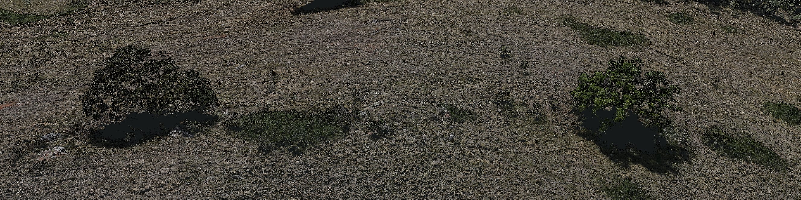 Drone point-cloud view of open grazing country with two trees and low blackberry patches