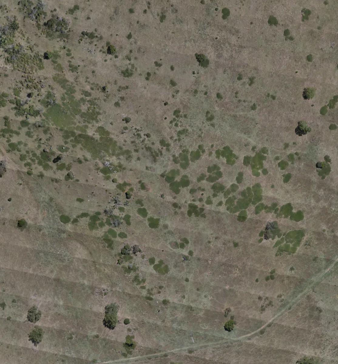 Drone orthomap of open grazing country with scattered trees